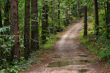 The first signs of autumn in the Monticolo Forest in Italy's South Tyrol.