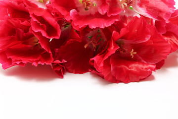 イロマツヨイグサの花束