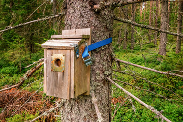 Geocaching and geocache box in forest