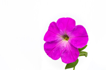 Bright purple petunia flower on white background