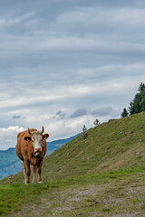 Beautiful swiss cows. Alpine meadows. farm.