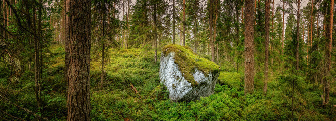 Northern forest landscape with a huge stone with moss, wild deep forest. Glacial erratic rock © Alexandre Patchine