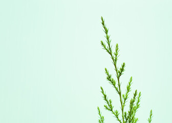 Young green branch of juniper on a mint background