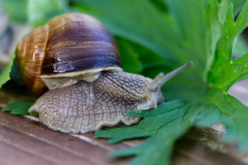 Burgundy snail Helix pomatia or escargot is a species of land snail. Burgundy snail gliding on the ground. Edible escargot. Growing snails. close up