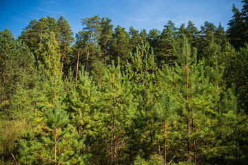 Fototapeta na wymiar Young pine stand in sunny autumn day.