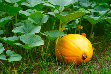 A yellow-orange pumpkin is lying on the green grass in a farmer's field. Harvest of vegetables....