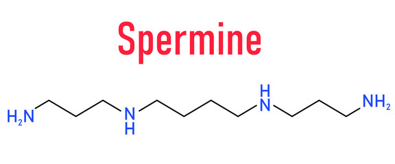 Spermine molecule. Skeletal formula. Polyamine involved in cellular metabolism that is found in all eukaryotic cells.