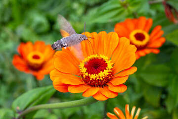 The orange flowers of zinnia are pollinated by the hawk moth. Growing flowers and gardening