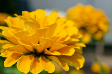yellow zinnia petals with selective focus and blurred background