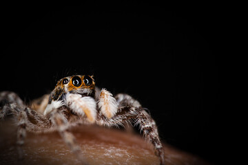 Curious saltacidae 