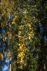 Birch trunks and branches with green and yellow leaves in the autumn day.