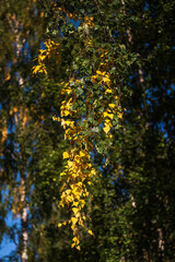 Birch trunks and branches with green and yellow leaves in the autumn day.