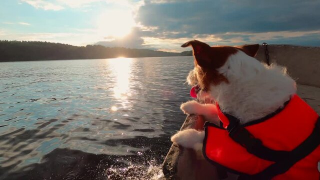 Funny dog in boat in a life jacket. Jack Russell Terrier at travel 