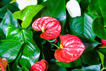Anthurium is red heart-shaped flower. Dark green leaves as background highlight flowers beautifully. Anthuriums have become a symbol of hospitality. Natural natural background with bright flowers - obrazy, fototapety, plakaty
