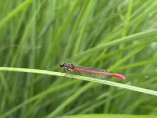 Libellule rouge sur brindille