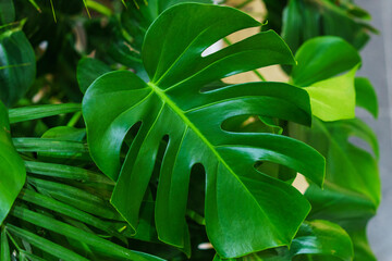 Beautiful and unusual monstera leaves against the background of other green plants and branches. Monstera thai constellation variegated beautiful foliage tropical plants