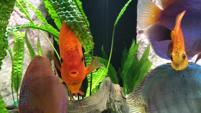 Blick auf Diskusfische, die im bepflanzten Aquarium schwimmen. Tropische Fische. 