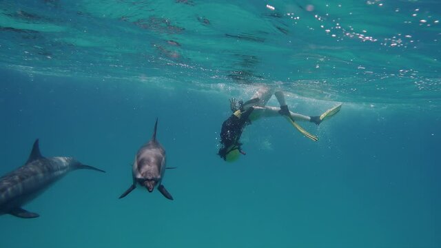 Freediver woman with dolphins in the sea. Smart and beautiful cetaceans swim in their underwater home. Clear water of Red Sea in Egypt. Group of cute free bottlenose dolphins swim on a shallow reef.