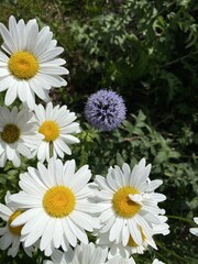 Marguerites et Boule Azurée