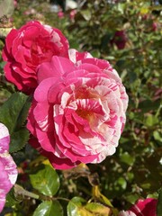 Rosier de Damas