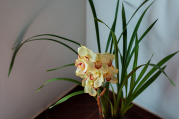 flor, sala, sala, cozinha, jardim interno, flores em casa