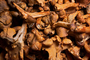 Many raw chanterelle mushrooms close up with shallow depth of field
