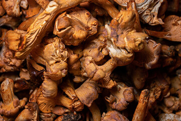 Many raw chanterelle mushrooms close up with shallow depth of field