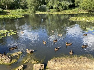 Canards de la marre du Parc Floral de la Roseraie de Poitiers