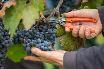 Willi Opitz Weingut