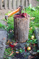 A bloody chicken head is lying on a old stump. Slaughter of poultry. An axe stuck in a stump.