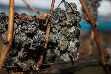 Picking Trockenbeerenauslese. Willi Opitz Weingut.