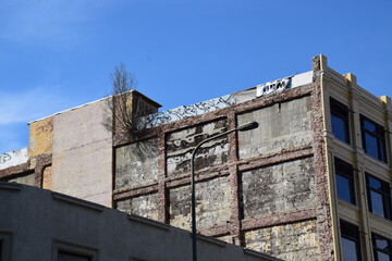 Fototapeta na wymiar Tree growing out of the side of an old building