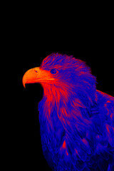 Portraits of sea eagle. Scanning the animal's body temperature with a thermal imager
