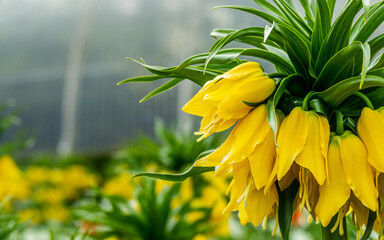 Selective focus shot of blooming Crown imperial flowers, Fritillaria imperialis © Bradley Taylor/Wirestock