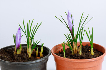 Saffron flowers begin to bloom in pots. Purple buds on a white background.