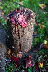 A bloody rooster head is lying on a old stump and chicken head is lying on the ground. Slaughter of poultry. 