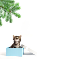 small kitten sits in a gift box and looks up at a branch of spruce with copy space