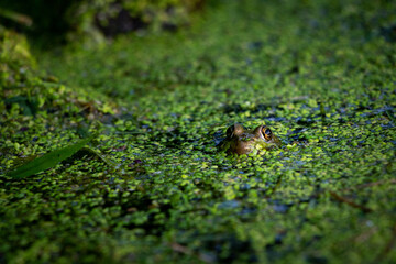 Frog in the water