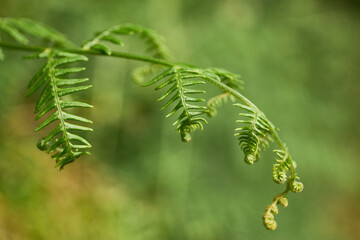 green fern leaves from a tropical country with an unfocused background