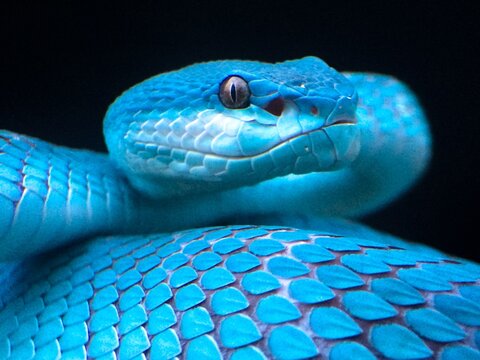 Blue Viper Snake Images – Browse 3,945 Stock Photos, Vectors, and Video |  Adobe Stock