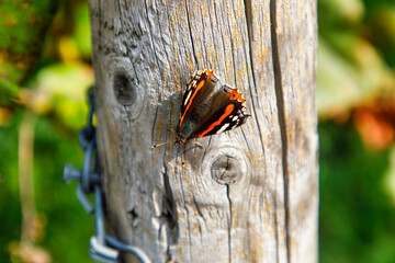 Butterfly insect in the vineyard garden