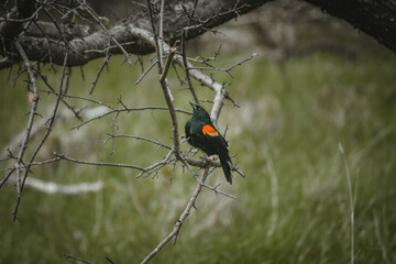 Red-Winged