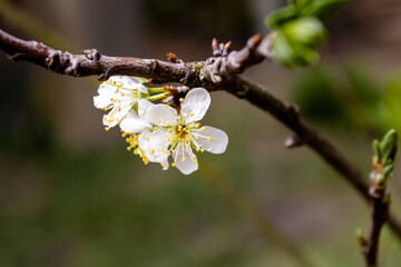Green plum blossom with its white petals and yellow dots. Plum, plum or plum tree are the names by which some species of fruit tree of the subgenus Prunus, of the botanical family Rosaceae, are known.