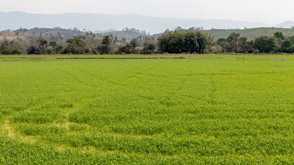 rice plantation field. rice production