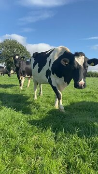 The herd of holstein milk cows grazing on pasture during warm sunny day in summer on blue sky background