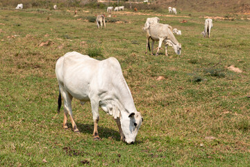 white Nelore cow grazing on the farm
