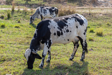 spotted dairy cow grazing on the farm