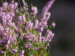 Obraz premium zoom sur des bruyères