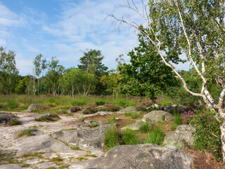 forêt de Fontainebleau