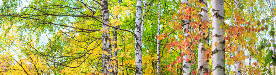 Birch grove on sunny autumn day, beautiful landscape close-up through foliage and tree trunks, panorama, banner